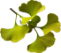 files/ginko-biloba.webp