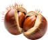 files/macadamia.webp